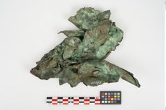 Foto von Bronzephalere (NHMW-PRAE-026093)